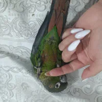 گرینجیک گمشده اطراف فاز2
