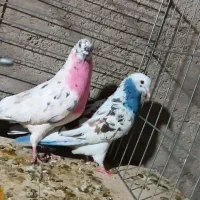 کفتر|پرنده|اردکان, |دیوار