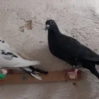 کبوتر