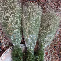 گل عروس