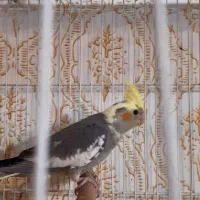 عروس هلندی