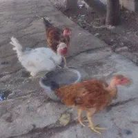 محلی گردن لخت