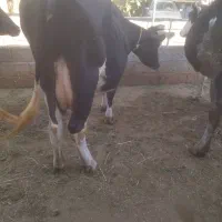 گاو|حیوانات مزرعه|میاندوآب, |دیوار