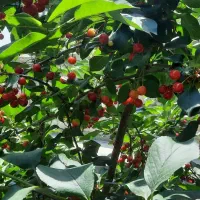 خانه باغ|فروش خانه و ویلا|فردو, |دیوار