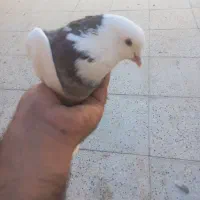 کفتر