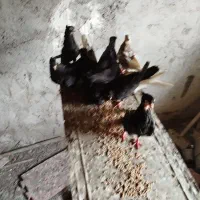 انواع کبوتر