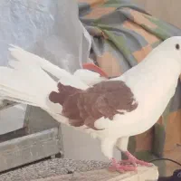 کفتر تهرانی