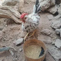 فروش خروس گلین