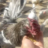تخم‌ مرغ‌ گلین  طوسی
