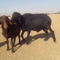 قوچ قره قزل