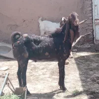 نربز پاکستانی. پلنگی