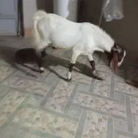 یک عدد کهره نر