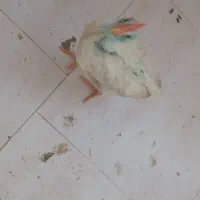 جوجه