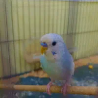 مرغ عشق نر بالغ