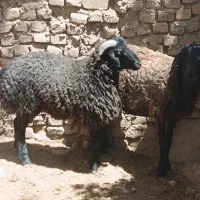 میش و بره
