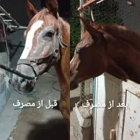 روغن تقویت و ترمیم کننده پوست و مو اسب