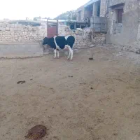 گاو وگوساله زرد دورگ