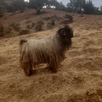 بعده فروش