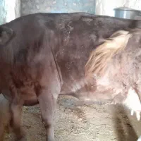سلام گاو سیمینتال