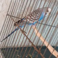 مرغ عشق|پرنده|کرج, احدآباد|دیوار