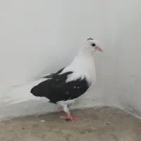کبوتر