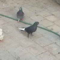 کفتر