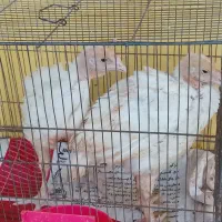 بوقلمون زرین و بلدر