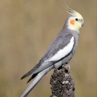 عروس هلندی