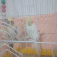 عروس هلندی زیبا چند کلمه میگه