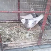 کبوتر‌طوقی