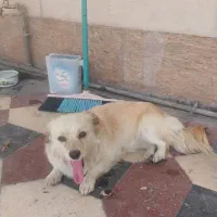 سگ شیپتز