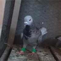 هومر