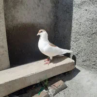 ماده قزوینی