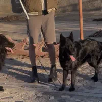 سگ ژرمن شیپرد بلک