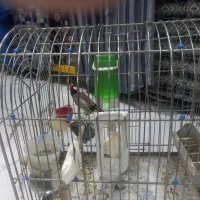 سهره دهن کنگاور
