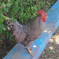مرغ و خروس آمروک