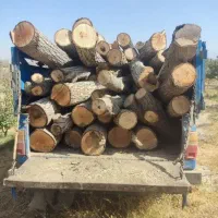 خریدار چوب سقفی و قطع درخت باغات و ارس کردن