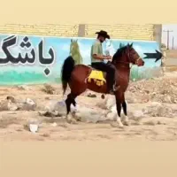 کره اسب دوسر دره شوری با مدرک
