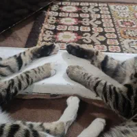 واگذاری ۲ گربه نر وماده