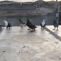 کفترفروشی