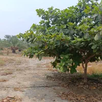 فروش 3400متر زمین در شهر قلعه قاضی