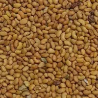 بذر یونجه( طلای سبز)