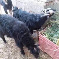 دوعدد بزغاله ماده ۵ماهه