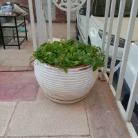 گلدان با گل