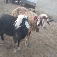میش و بره