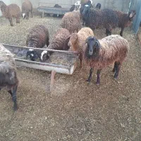 بره نر بره ماده پروار نذری