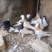 کبوتر نرو ماده