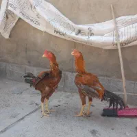 تعدادی لاری