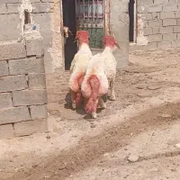 دوراس بره قوچ سنجابی قیمت مناسب