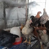 فروش دام و طیور